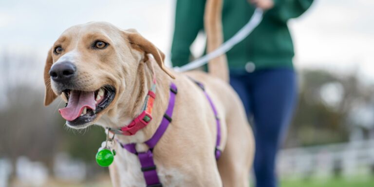 comment apprendre à votre chien à marcher en laisse