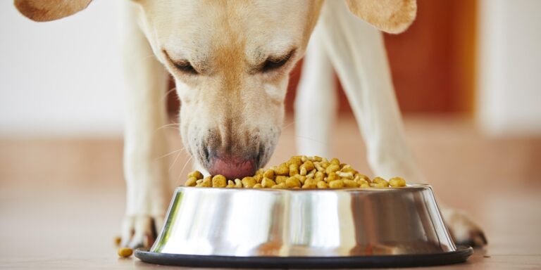 les besoins nutritionnels des chiens